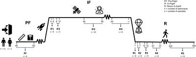 The transcriptome response of astronaut leukocytes to long missions aboard the International Space Station reveals immune modulation